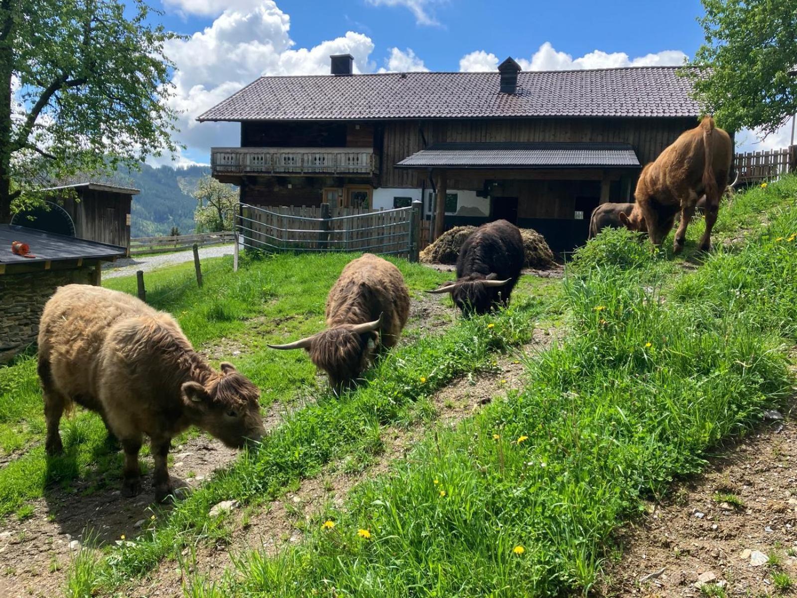 Landhaus Hochkoenig Mühlbach am Hochkönig 외부 사진